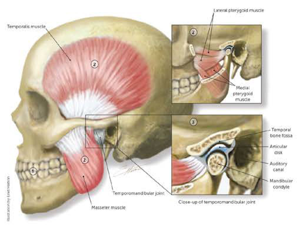 Temporomandibular Joint Dysfunction and Physical Therapy Temporomandibular Joint Dysfunction and Physical Therapy
